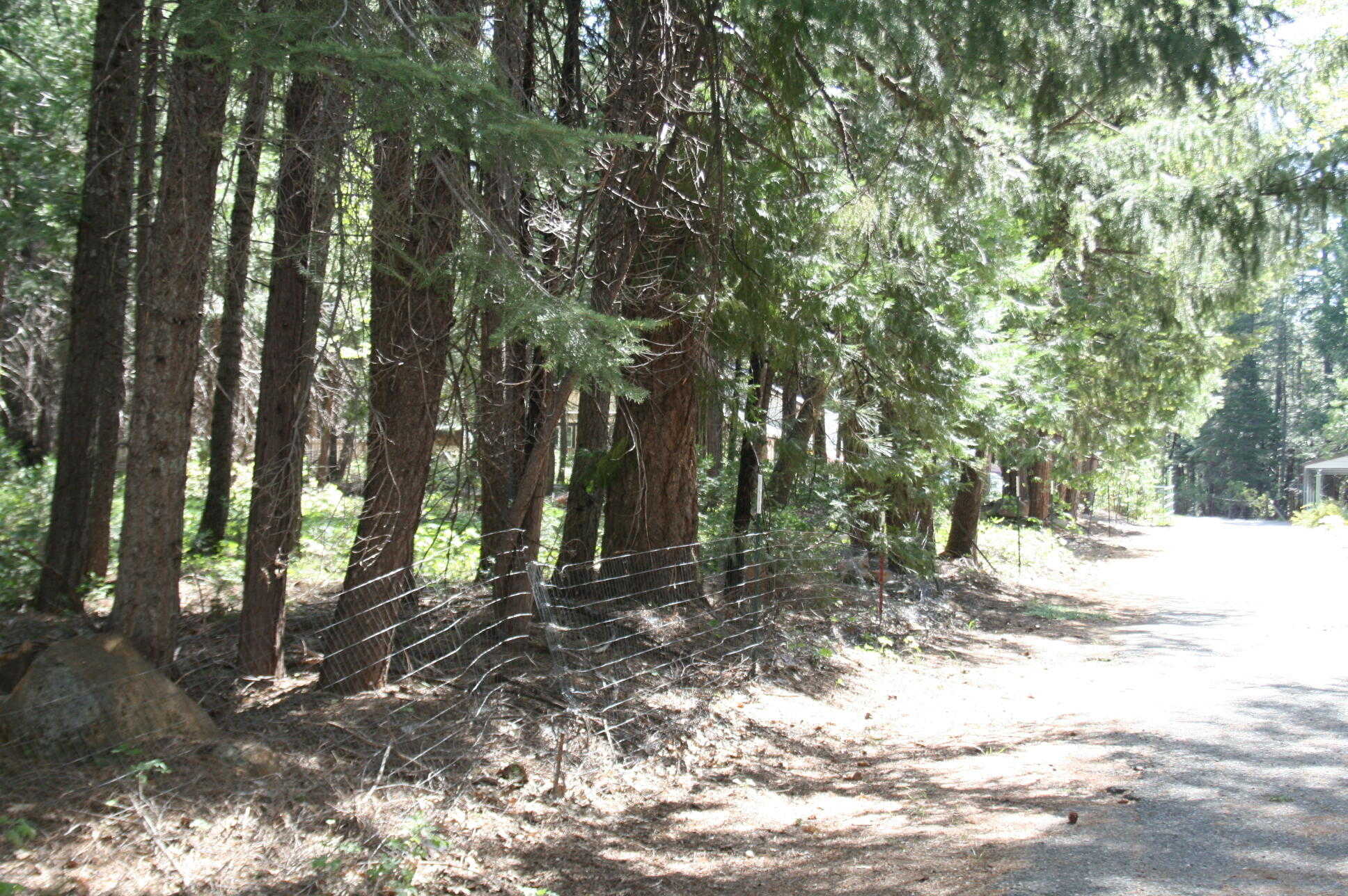 photo 3: Lot 61 Starlite Pines Rd, Shingletown CA 96088