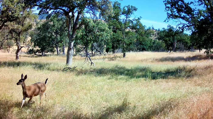 photo 35: Lot 176 Straight Arrow Rd, Ono CA 96047