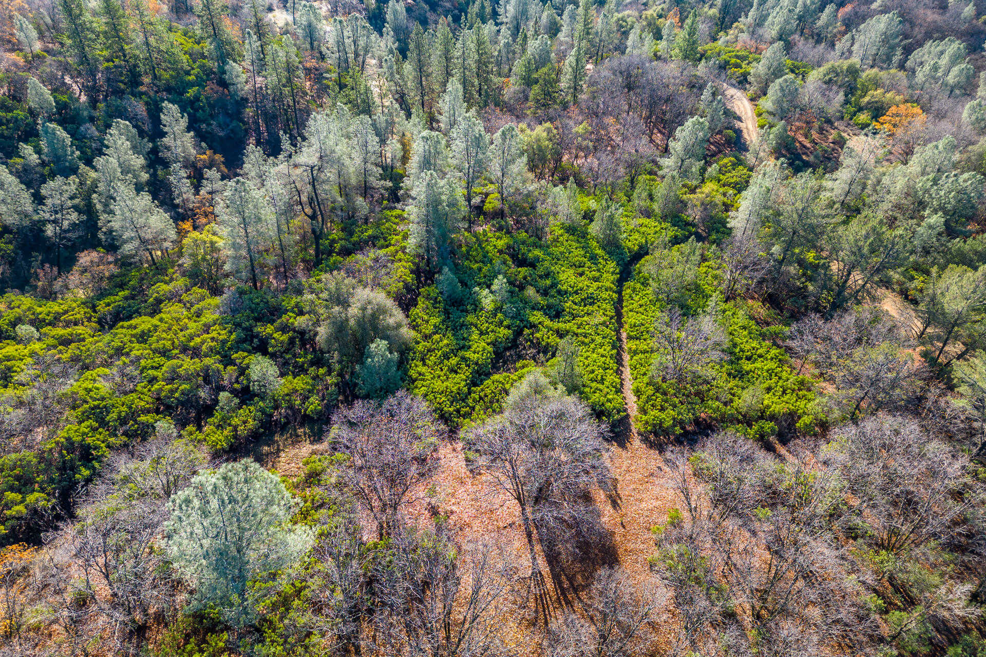 photo 2: Seaman Gulch Rd, Bella Vista CA 96008