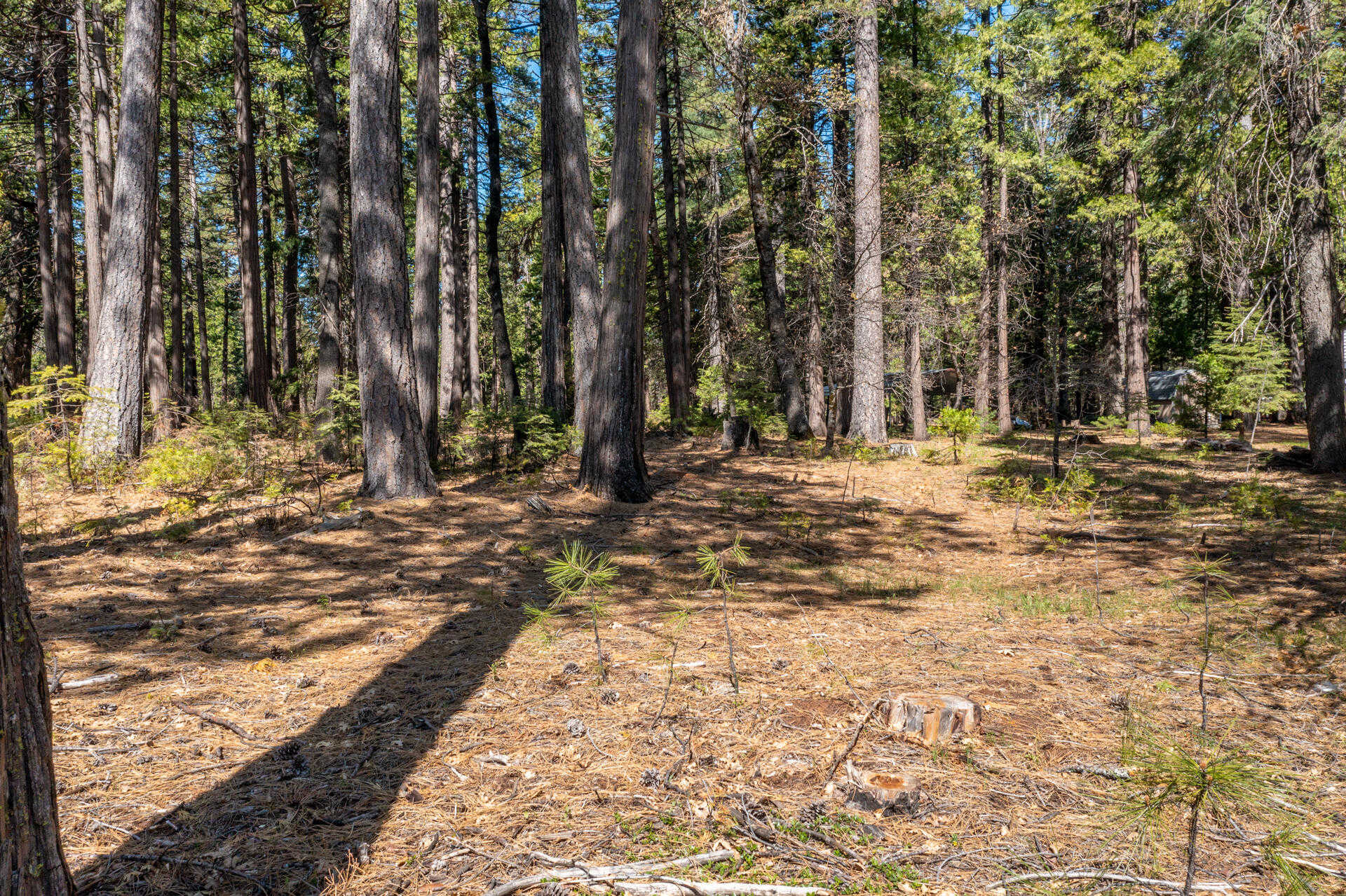 photo 3: Emigrant Trl, Shingletown CA 96088