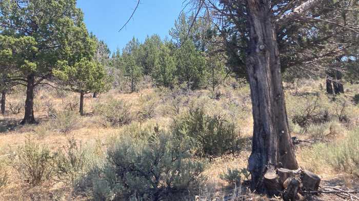 photo 4: Lot 73 Prouty Way, Adin CA 96006