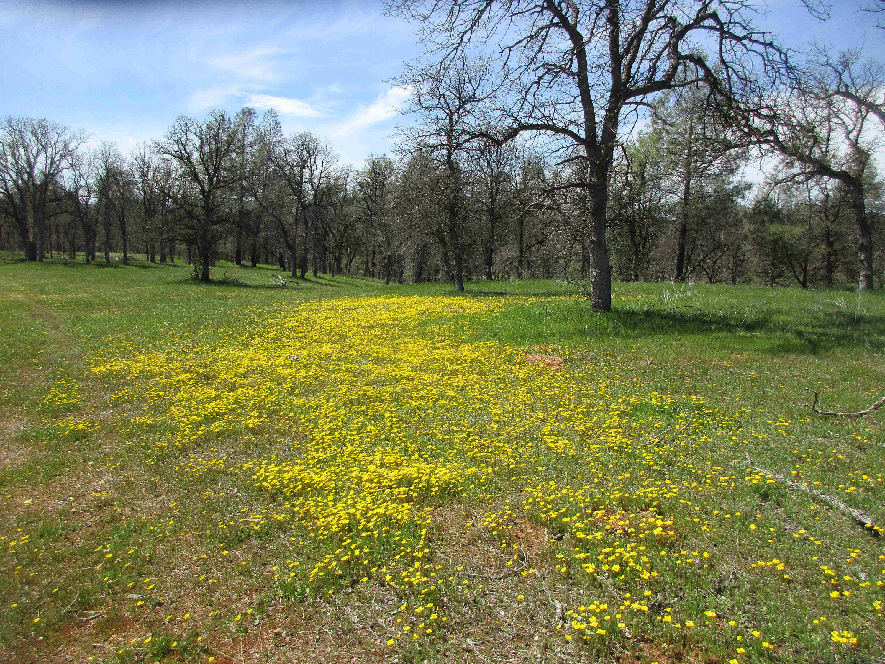 photo 1: 84 acres Shire Horse Lane, Cottonwood CA 96022