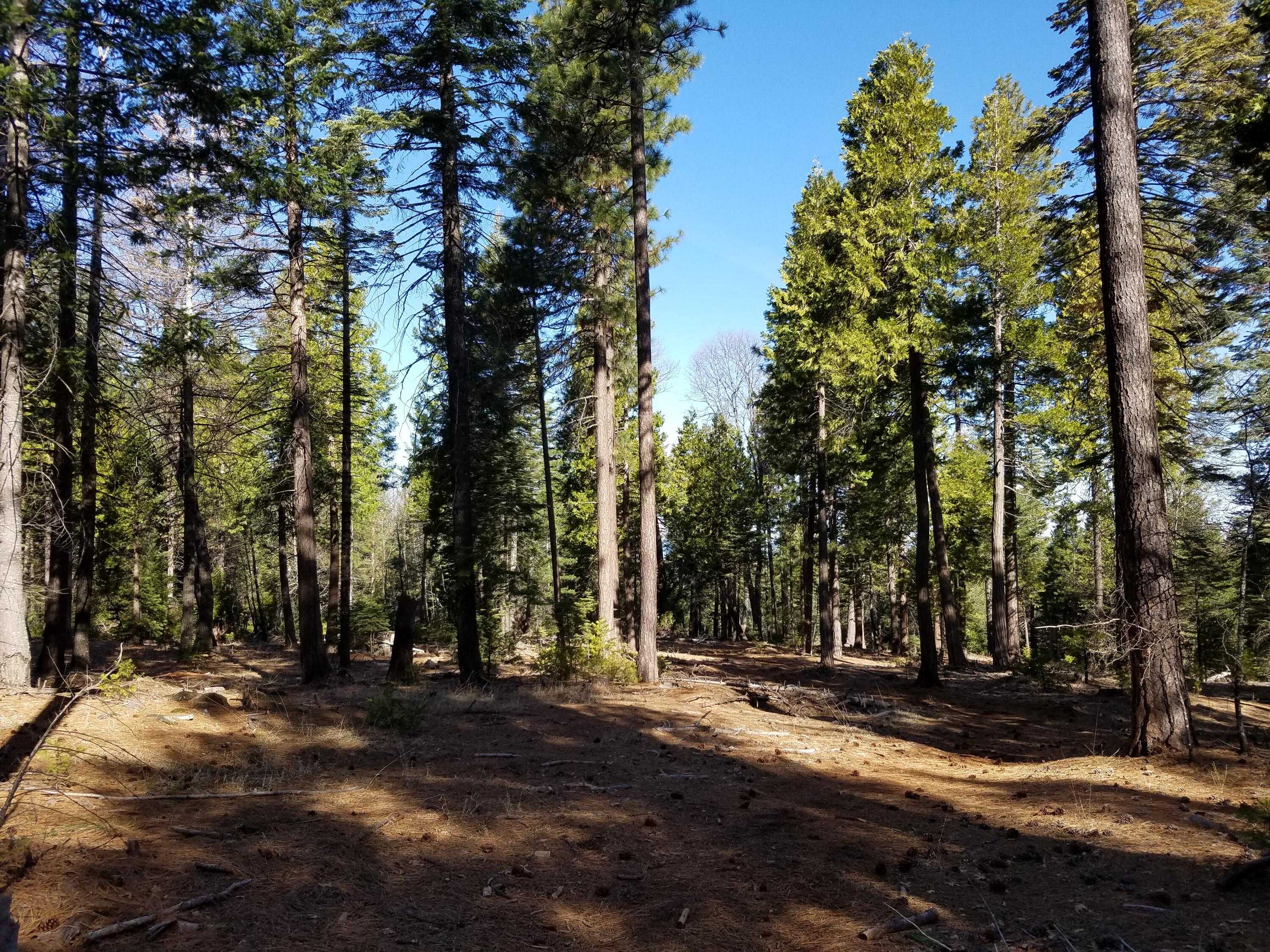 photo 2: Lot 32 Shingle Glen Trail, Shingletown CA 96088