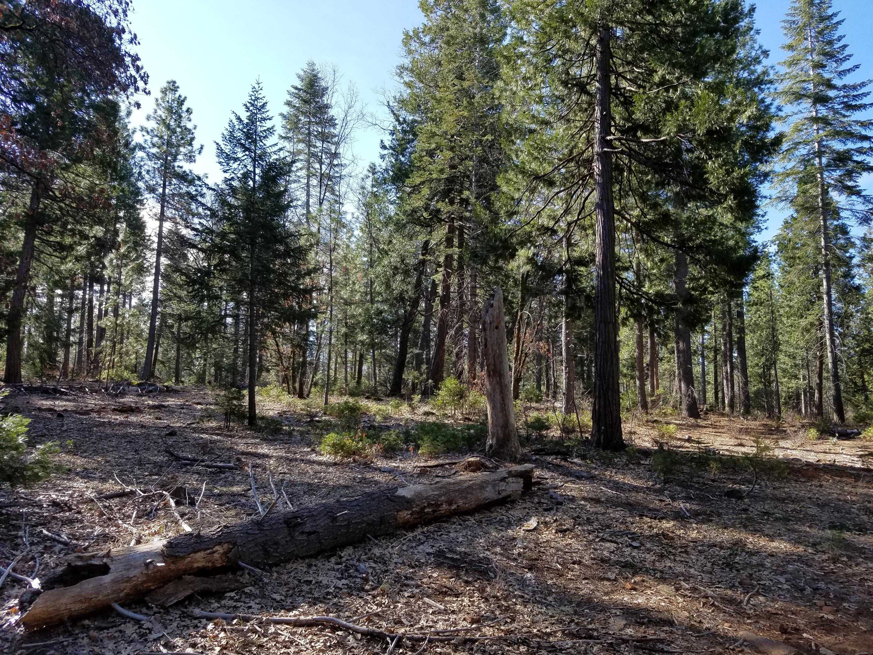 photo 3: Lot 32 Shingle Glen Trail, Shingletown CA 96088