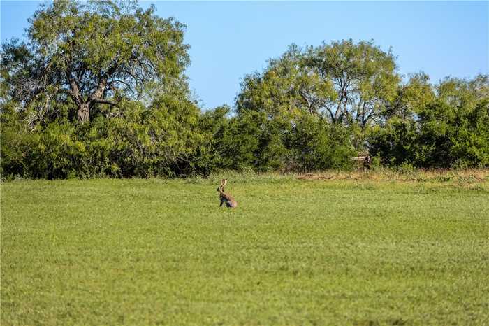 photo 5: FM738 TBD, Orange Grove TX 78372