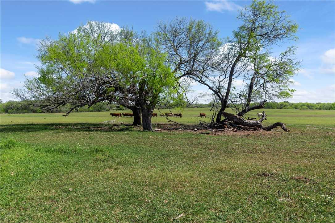 photo 3: E E County Road 2140, Kingsville TX 78363